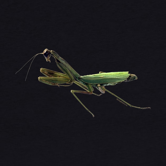 Praying Mantis by RainingSpiders